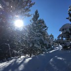 Blue skies, thick fresh snow and lots of trees to weave around - our favourite kind of powder day!