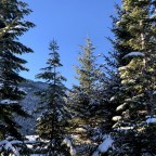 Fresh snow on the trees in Soldeu village