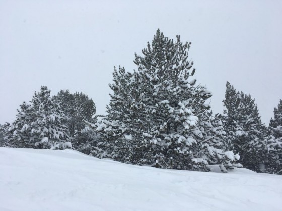 Powder covered trees - what a beautiful sight!