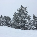 Powder covered trees - what a beautiful sight!