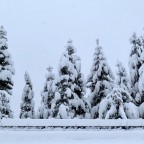 Snow covered trees in Soldeu village