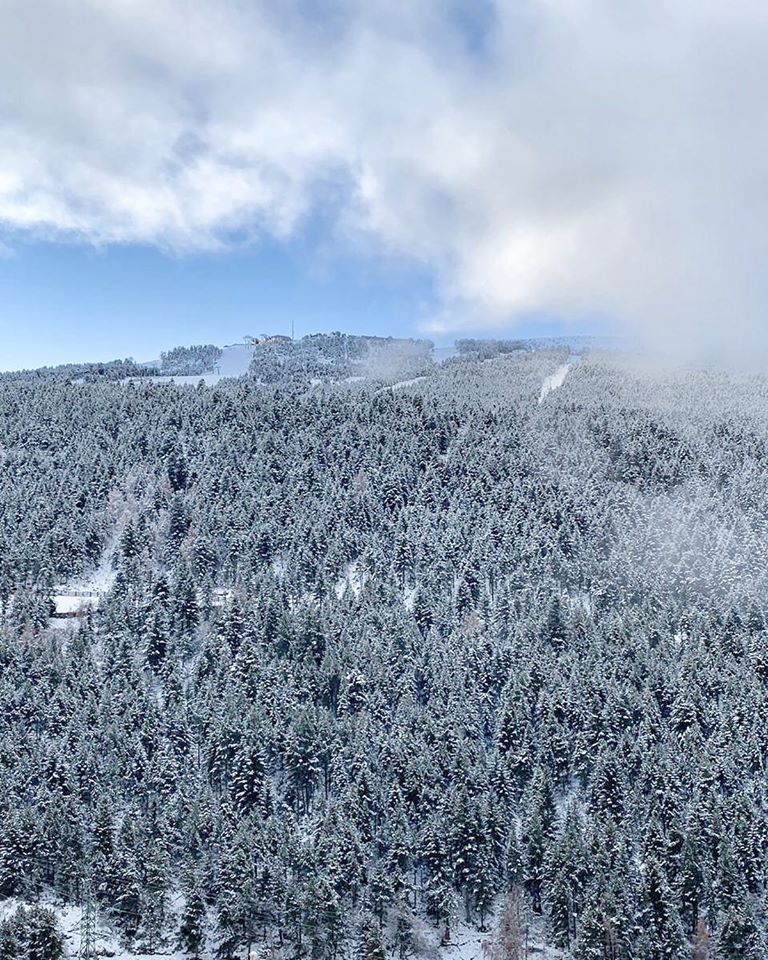 Snowy trees in Soldeu