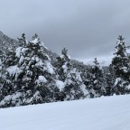 Snow covered trees on Esquirol blue run