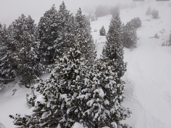 Snow covered trees in Grandvalira Soldeu
