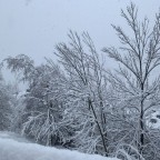 Snow covered trees in Soldeu village