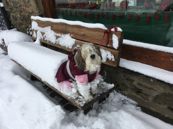 Even dogs have to wear a coat today in Soldeu