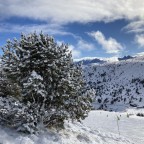 A few cm of fresh snow have covered the trees in Soldeu