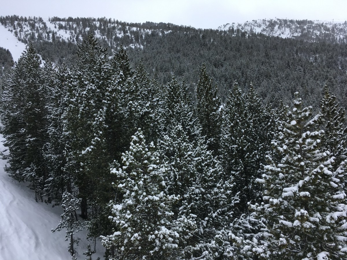 Snowy trees galore