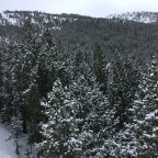 Snowy trees galore