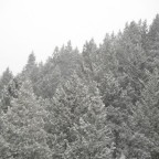 Trees turning white 24/12
